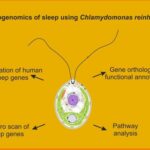 A Groundbreaking Celebration of Music, Culture, and Art Set to Redefine Live Entertainment