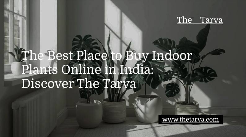 The Best Place to Buy Indoor Plants Online in India: Discover The Tarva